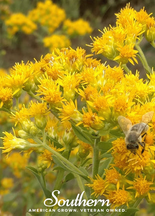 Stiff Goldenrod – 100 Seeds