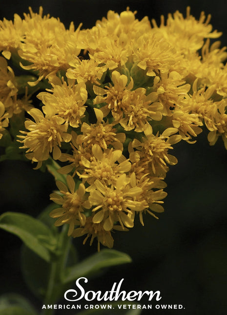 Stiff Goldenrod – 100 Seeds