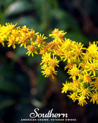 Stiff Goldenrod – 100 Seeds