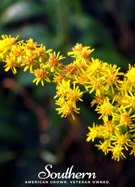 Stiff Goldenrod – 100 Seeds