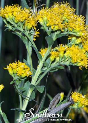 Stiff Goldenrod – 100 Seeds