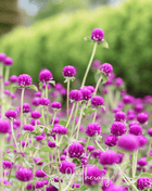 Purple Globosa Gomphrena – 50 Seeds