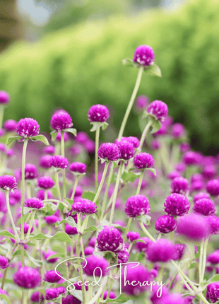 Purple Globosa Gomphrena – 50 Seeds