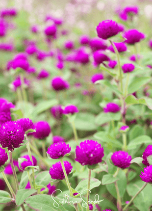 Purple Globosa Gomphrena – 50 Seeds