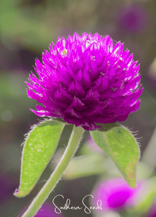 Purple Globosa Gomphrena – 50 Seeds
