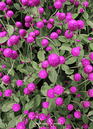 Purple Globosa Gomphrena – 50 Seeds