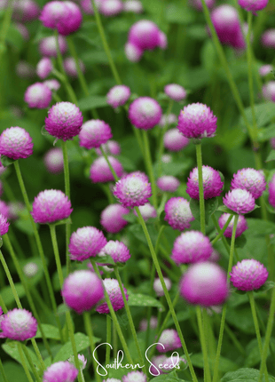 Rose Globosa Gomphrena – 50 Seeds