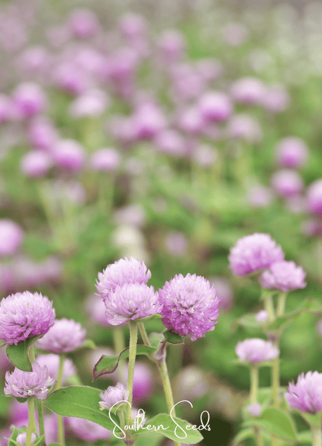 Rose Globosa Gomphrena – 50 Seeds