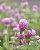 Rose Globosa Gomphrena – 50 Seeds