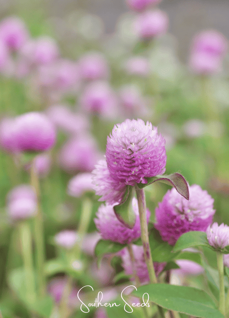 Rose Globosa Gomphrena – 50 Seeds