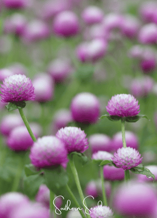 Rose Globosa Gomphrena – 50 Seeds