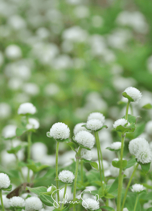 White Globosa Gomphrena – 50 Seeds
