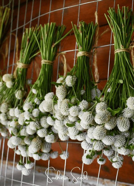 White Globosa Gomphrena – 50 Seeds