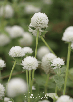 White Globosa Gomphrena – 50 Seeds