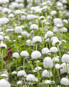 White Globosa Gomphrena – 50 Seeds