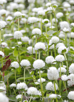 White Globosa Gomphrena – 50 Seeds