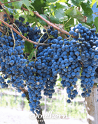 Wine Grapes – 35 Seeds