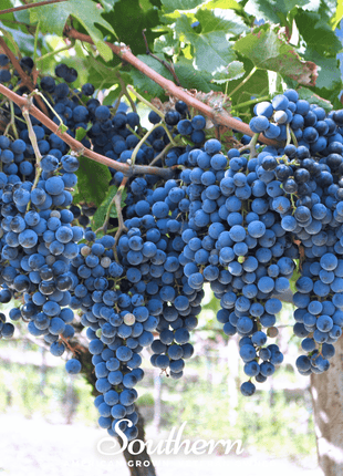 Wine Grapes – 35 Seeds