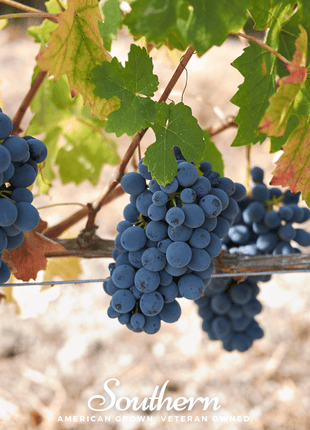 Wine Grapes – 35 Seeds