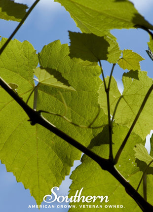 Wine Grapes – 35 Seeds