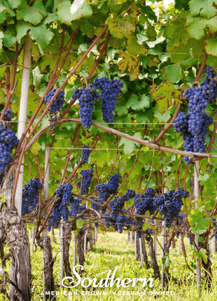 Wine Grapes – 35 Seeds