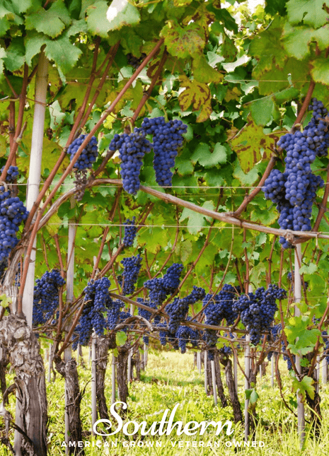 Wine Grapes – 35 Seeds