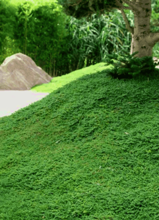 Green Carpet Rupturewort – 100 Seeds