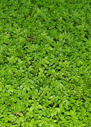 Green Carpet Rupturewort – 100 Seeds