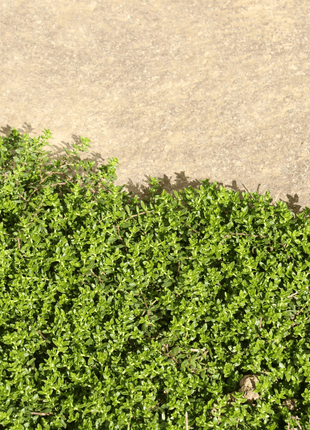 Green Carpet Rupturewort – 100 Seeds