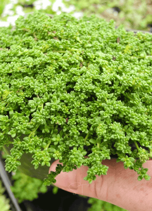 Green Carpet Rupturewort – 100 Seeds