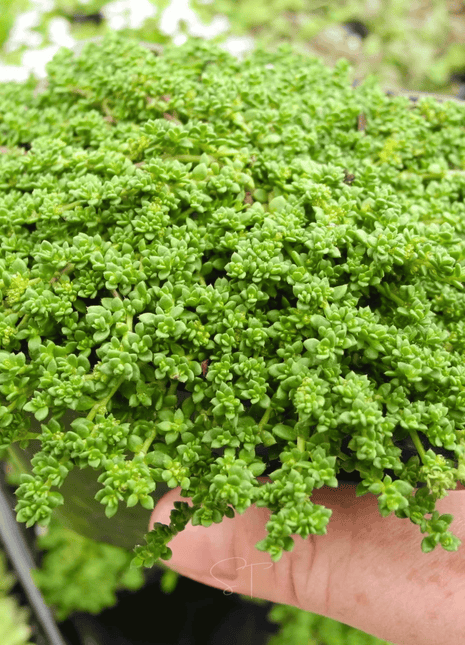 Green Carpet Rupturewort – 100 Seeds