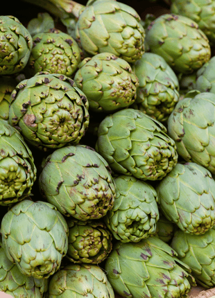 Green Globe Artichoke – 25 Seeds