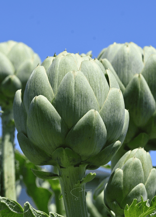 Green Globe Artichoke – 25 Seeds