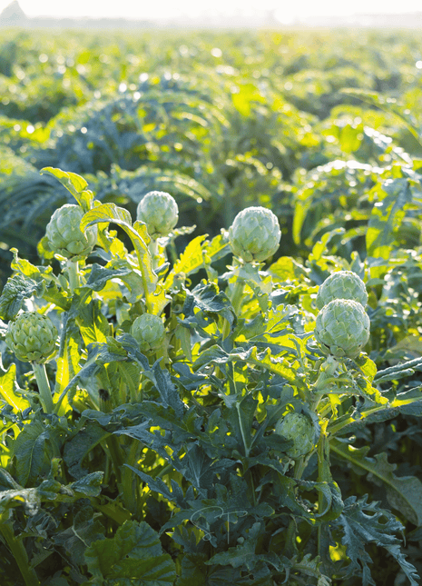 Green Globe Artichoke – 25 Seeds