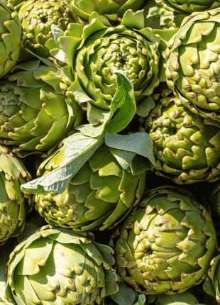 Green Globe Artichoke – 25 Seeds