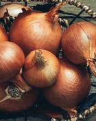 Spanish Yellow Sweet Onion – 200 Seeds