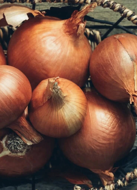 Spanish Yellow Sweet Onion – 200 Seeds
