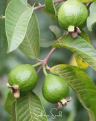 Guava – 25 Seeds