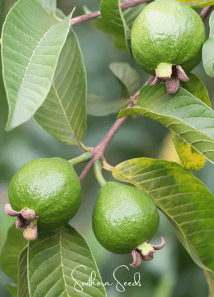 Guava – 25 Seeds