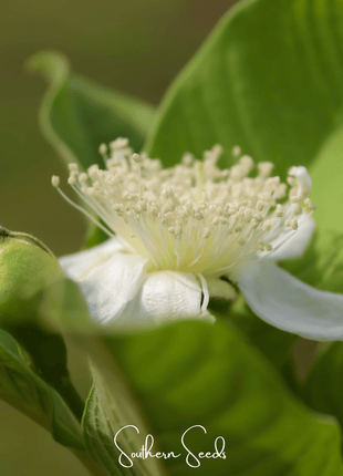 Guava – 25 Seeds