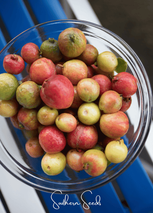 Guava – 25 Seeds