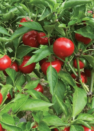 Red Hot Cherry Pepper – 25 Seeds