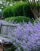 Catmint – 100 Seeds