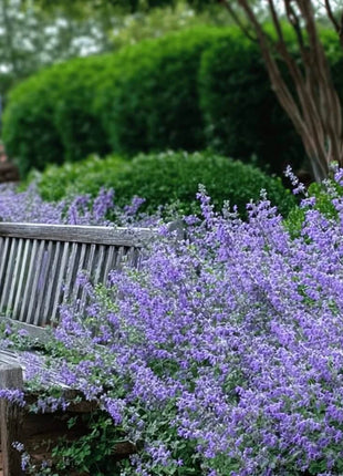 Catmint – 100 Seeds