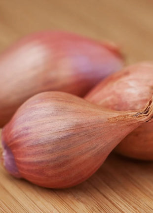 Davidor Shallot– 50 Seeds