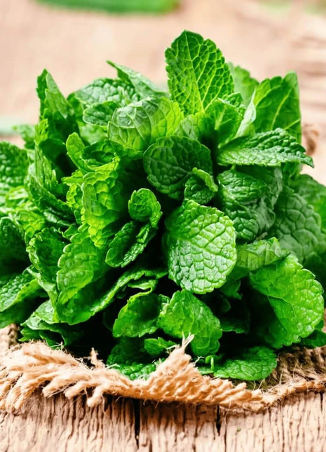 Mint – 100 Seeds