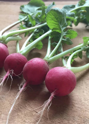 Cherry Belle Radish – 250 Seeds