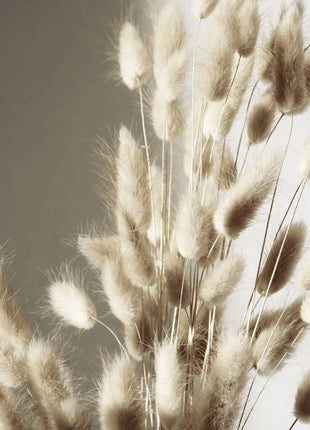Bunny Tails – 50 Seeds