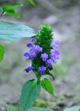 Self Heal (Heal All, All Heal) – 50 Seeds