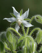 White Balloon Flower – 50 Seeds
